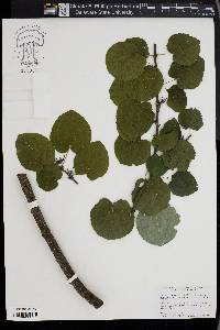 Cercidiphyllum japonicum image