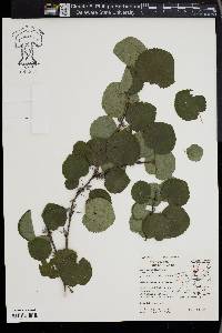 Cercidiphyllum japonicum image