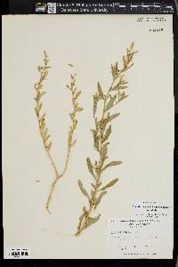 Atriplex arenaria image