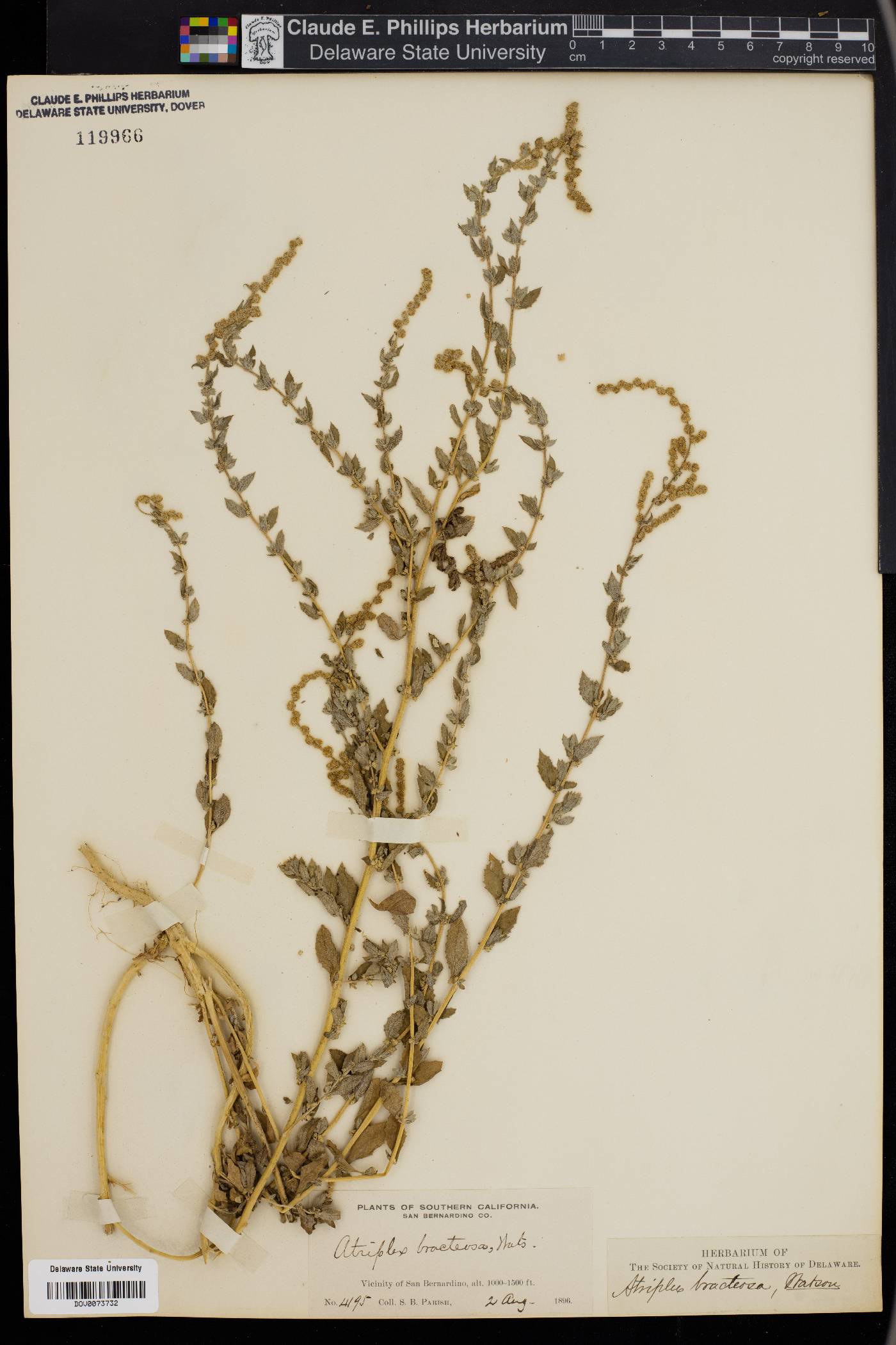 Atriplex bracteosa image