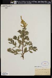 Atriplex bracteosa image