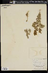 Atriplex insularis image