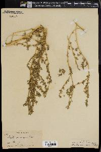 Atriplex microcarpa image