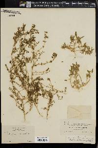 Atriplex microcarpa image
