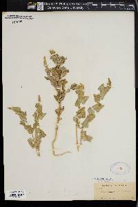 Atriplex microcarpa image
