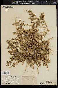 Atriplex microcarpa image