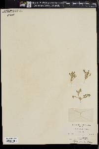 Atriplex pusilla image