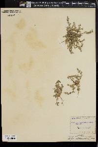 Atriplex subdecumbens image