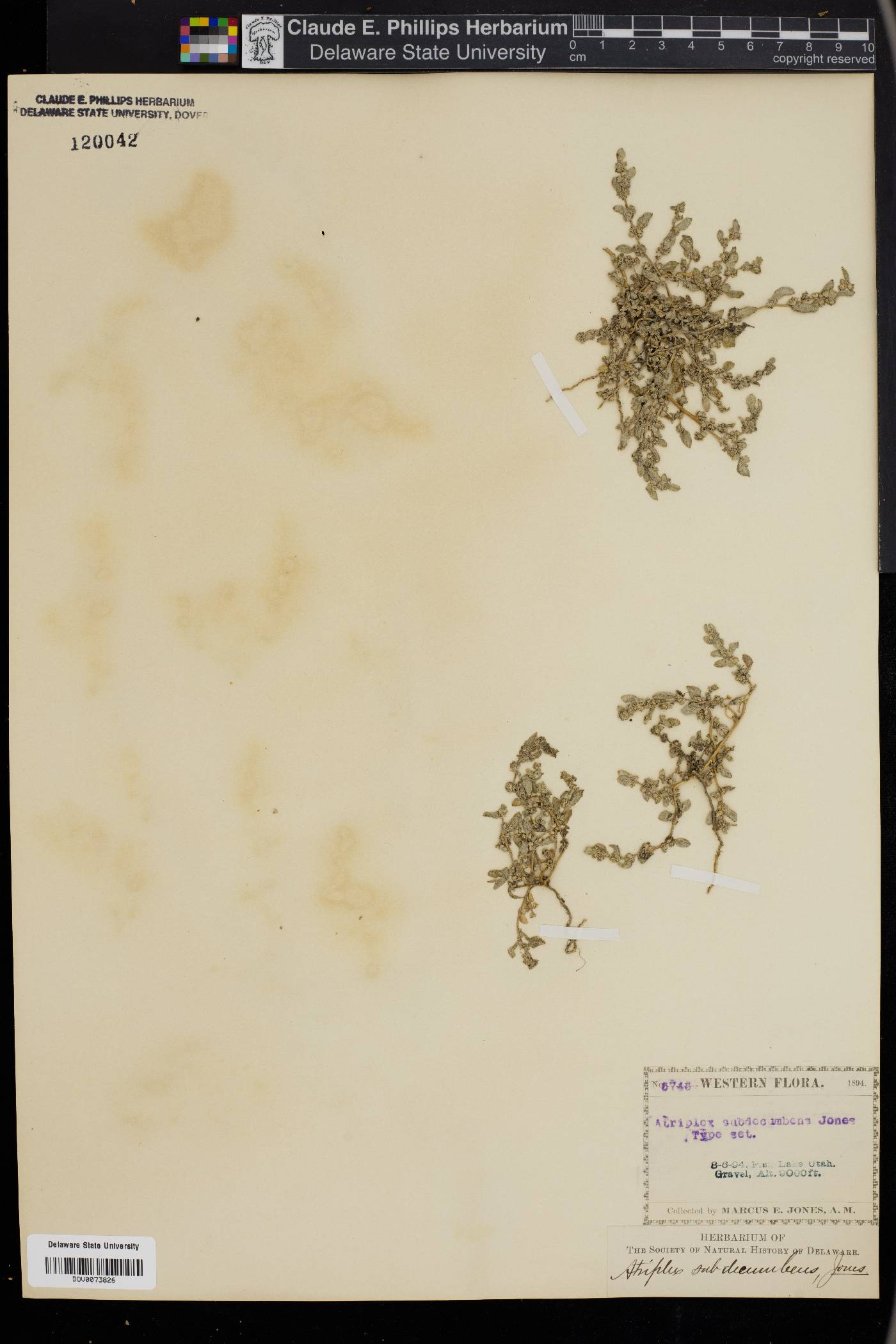 Atriplex subdecumbens image