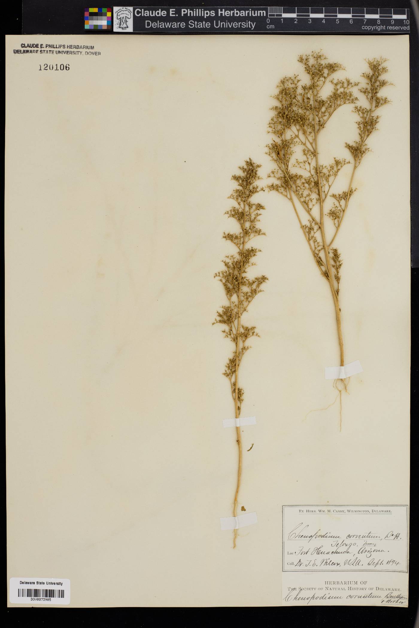 Chenopodium cornutum image