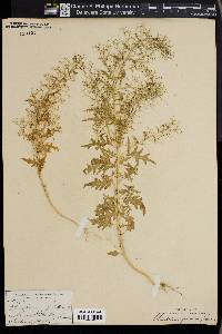 Chenopodium foetidum image