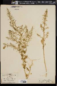 Chenopodium foetidum image