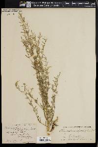 Chenopodium leptophyllum image