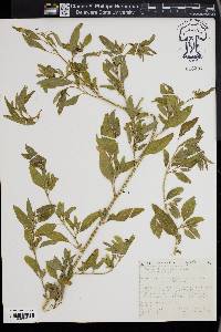 Chenopodium strictum image