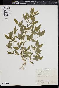 Chenopodium strictum image