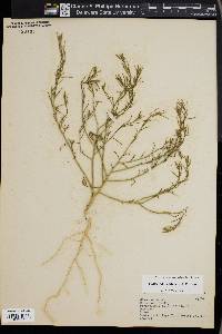 Corispermum hyssopifolium image