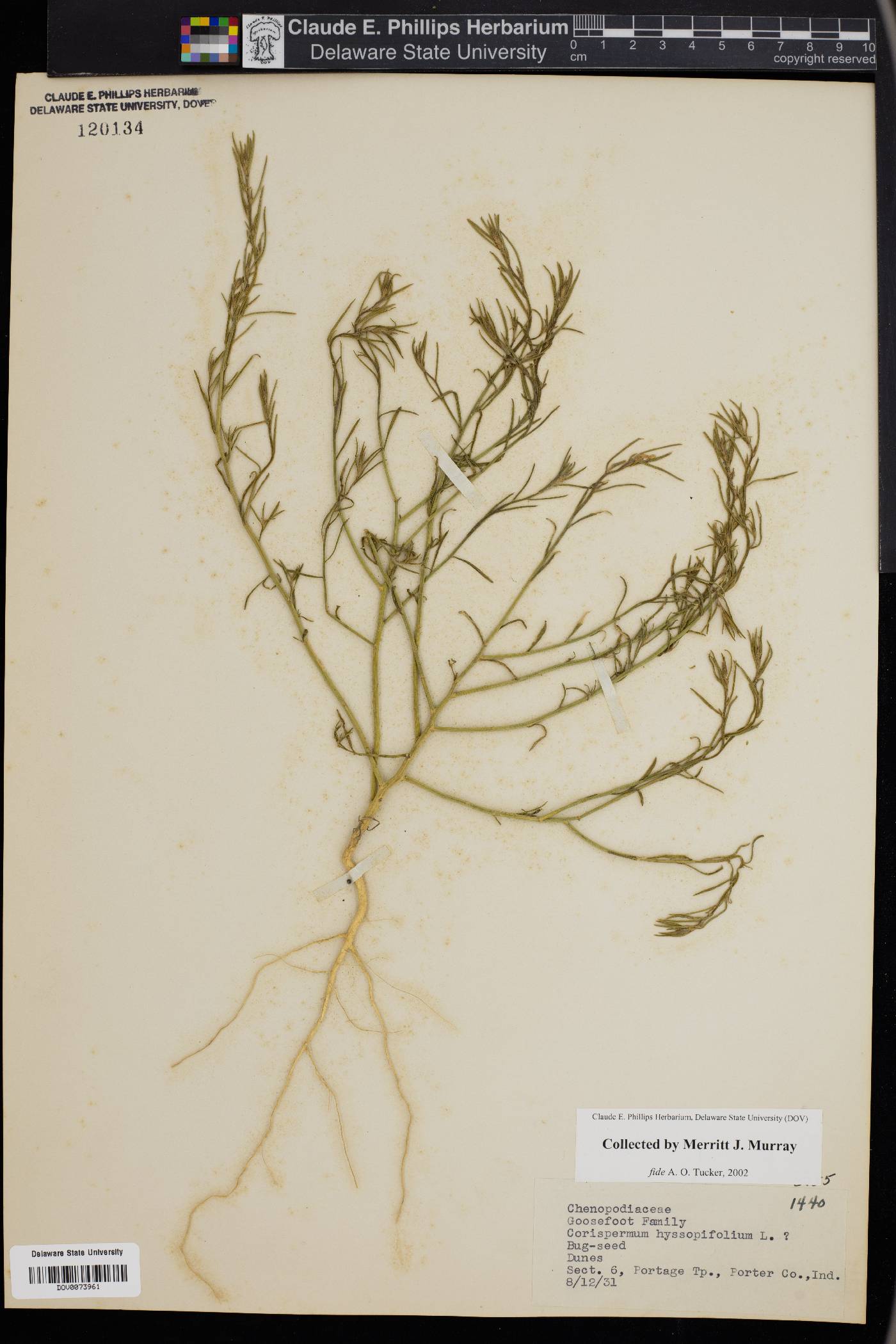 Corispermum hyssopifolium image