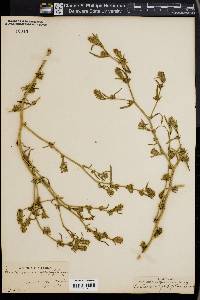 Corispermum hyssopifolium image