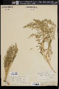 Grayia brandegei image
