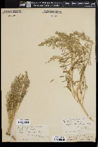 Grayia brandegei image