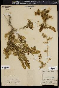 Grayia polygaloides image
