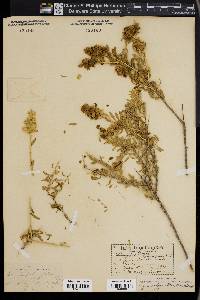 Grayia polygaloides image