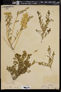 Grayia polygaloides image