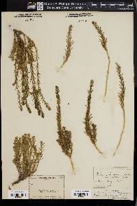 Kochia americana image