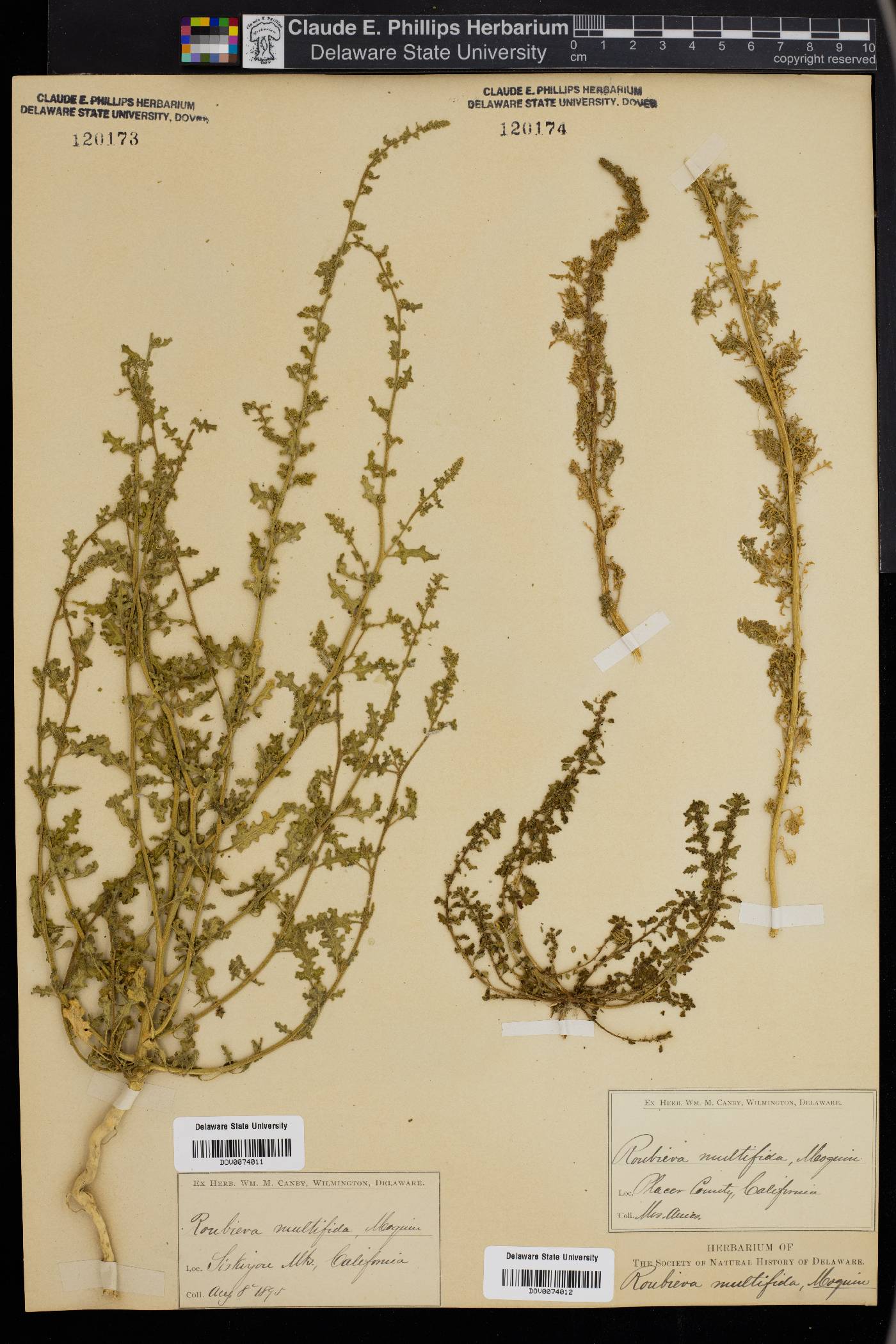 Chenopodium multifidum image