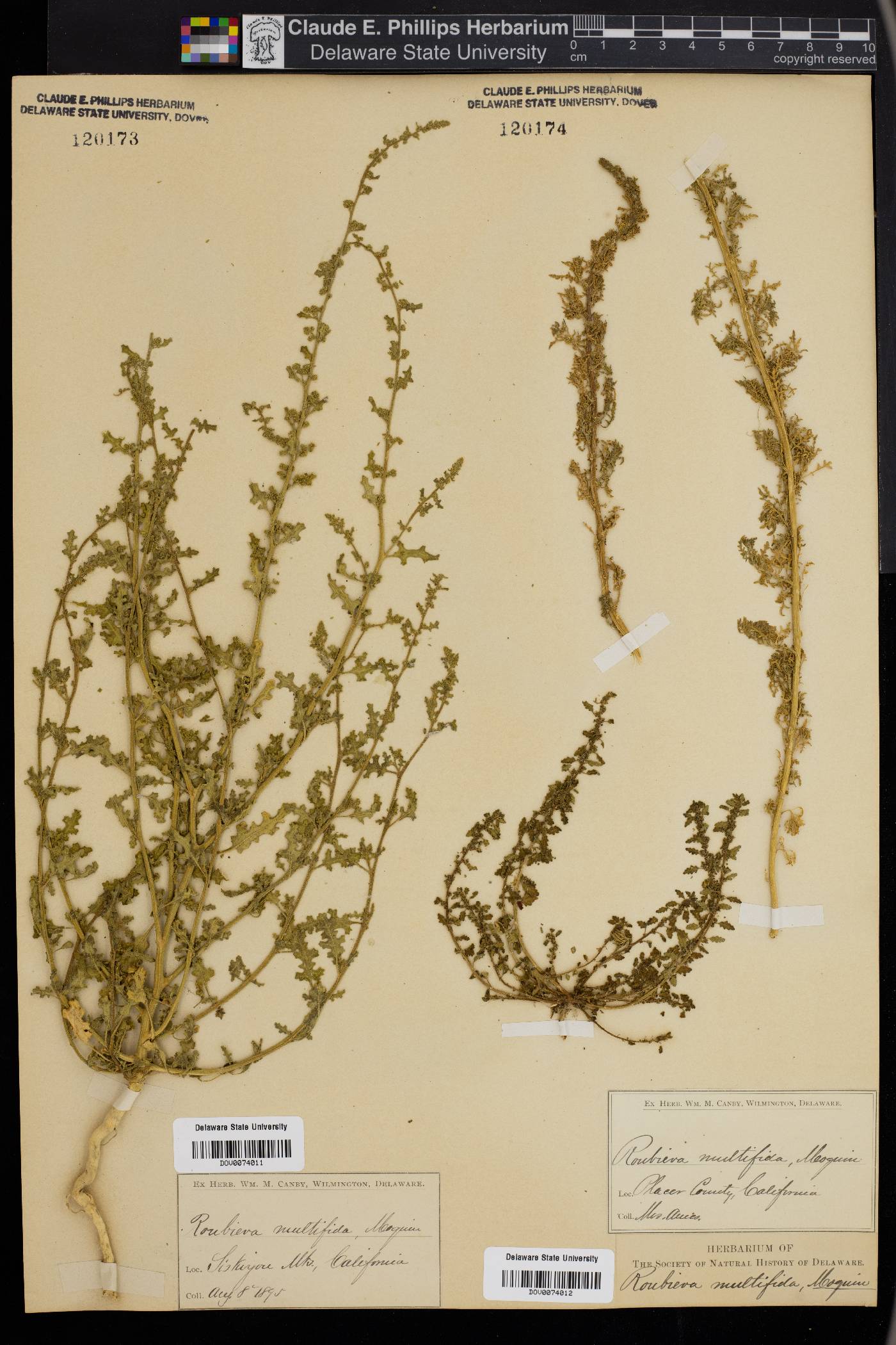 Chenopodium multifidum image