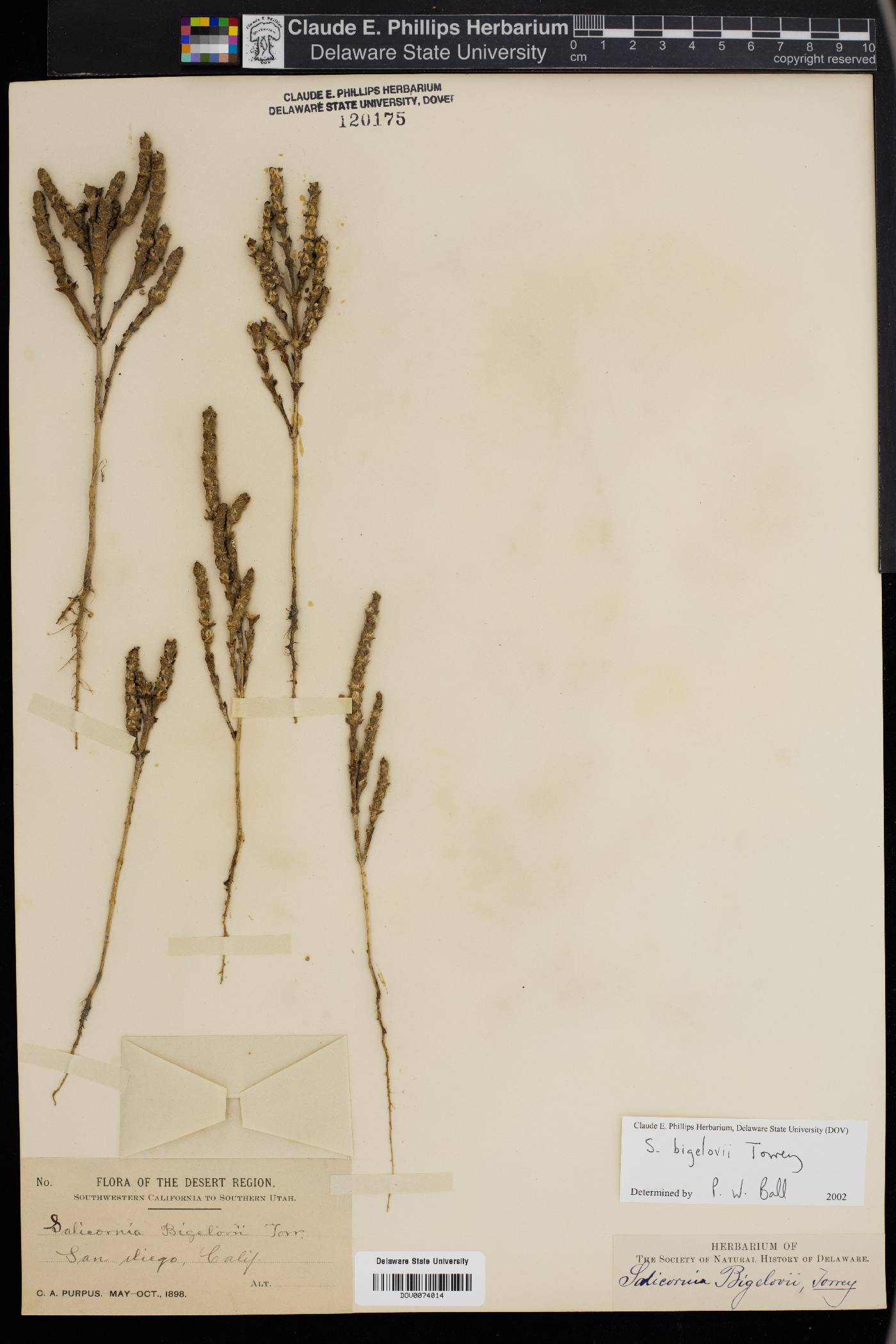 Salicornia bigelovii image