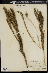 Suaeda calceoliformis image