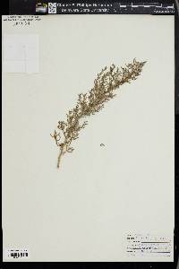 Suaeda taxifolia image