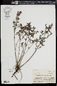 Crocanthemum canadense image