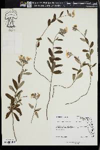 Helianthemum corymbosum image