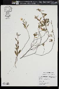 Helianthemum corymbosum image