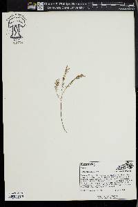 Lechea tenuifolia image