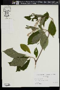 Clethra acuminata image