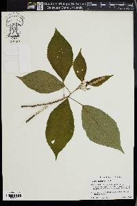 Clethra acuminata image