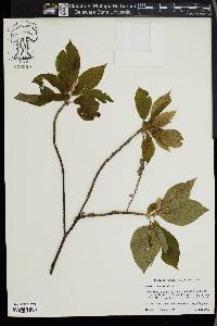 Clethra acuminata image