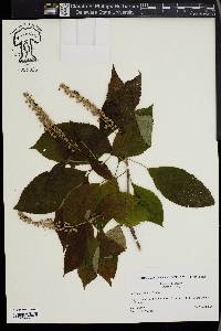 Clethra acuminata image