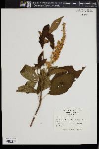 Clethra acuminata image