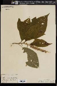 Clethra acuminata image