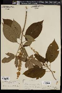 Clethra acuminata image