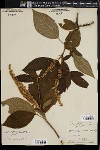 Clethra acuminata image