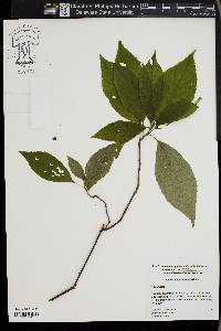 Clethra acuminata image