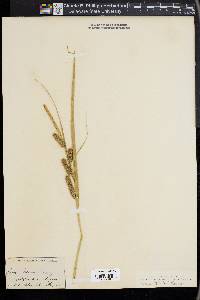 Carex thurberi image