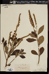 Clethra alnifolia image