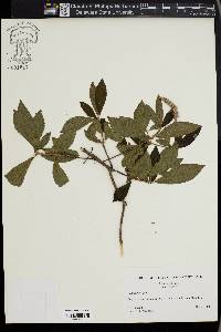 Clethra alnifolia image