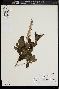 Clethra alnifolia image